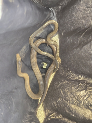 Eastern Brown Snake sighting