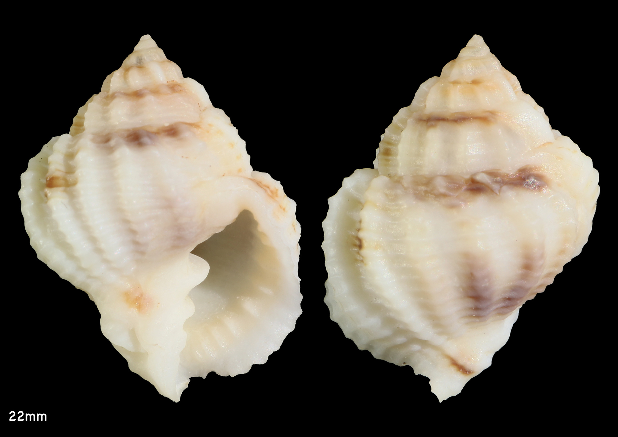 Bivetiella similis