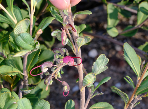Image of Grevillea pectinata by (c) Peter Crowcroft, some rights reserved (CC BY)