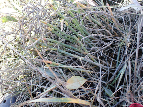 Image of Salicornia depressa by (c) Steven Lamonde, some rights reserved (CC BY)
