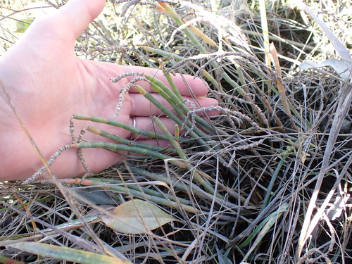 Image of Salicornia depressa by (c) Steven Lamonde, some rights reserved (CC BY)