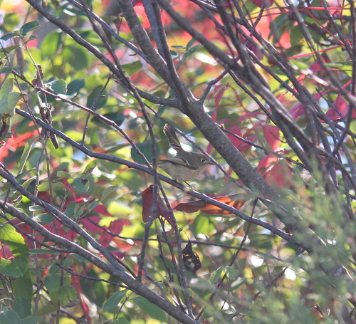 Ruby-crowned Kinglet photographed in New Hampshire
