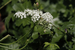 Perideridia bolanderi