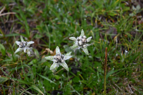 Chinese edelweiss (Leontopodium souliei)
