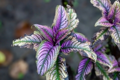 Strobilanthes auriculata dyeriana