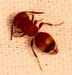 Pseudomethoca frigida