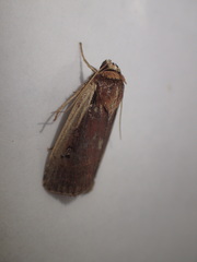 Ochropleura