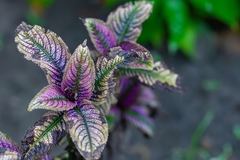 Strobilanthes auriculata dyeriana