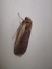 Ochropleura