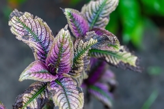 Strobilanthes auriculata dyeriana
