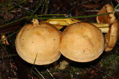 Cortinarius memoria-annae