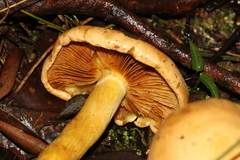 Cortinarius memoria-annae