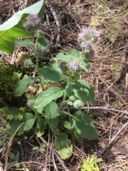Phacelia mutabilis