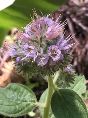 Phacelia mutabilis