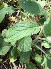 Phacelia mutabilis