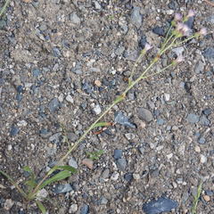 Erigeron acris kamtschaticus