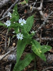Pseudostellaria