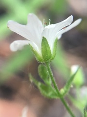 Pseudostellaria