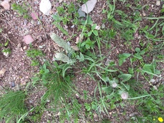 Veronica wyomingensis