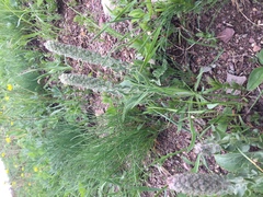 Veronica wyomingensis