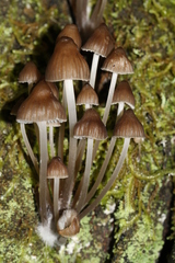 Mycena subgalericulata