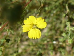 Deinandra pentactis