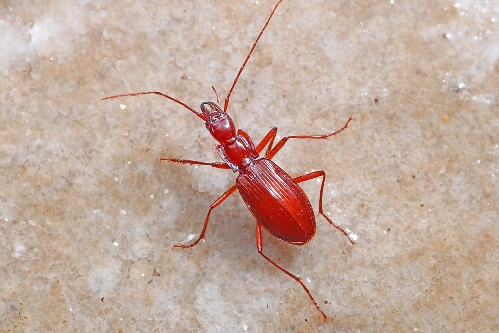 Jujiroa inexpectata