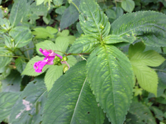 Impatiens textorii
