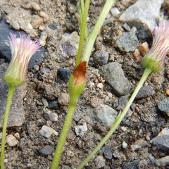 Erigeron acris kamtschaticus