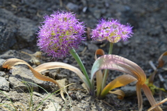 Allium platycaule