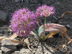 Allium platycaule
