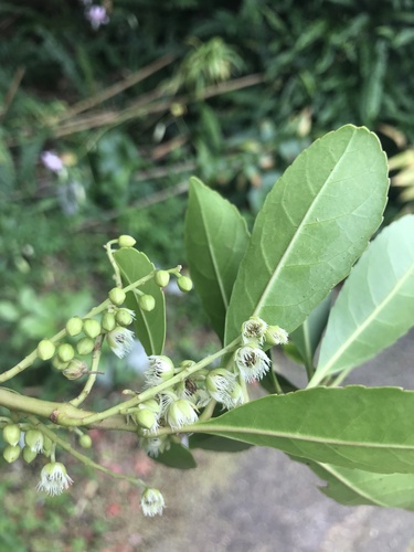 Elaeocarpus zollingeri iNat (2)
