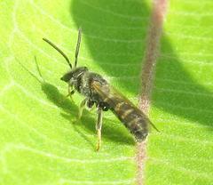 Lasioglossum leucozonium