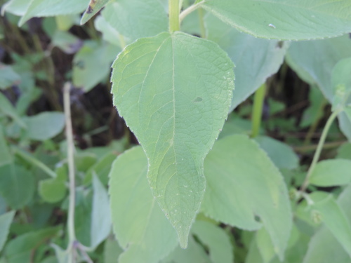 Blainvillea gayana