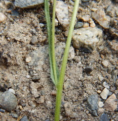 Erigeron lonchophyllus