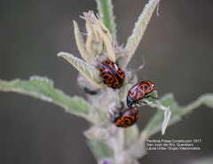 Calligrapha mexicana