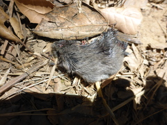 Microtus californicus