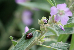 Calligrapha mexicana