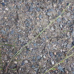 Erigeron lonchophyllus