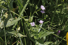 Epilobium glaberrimum