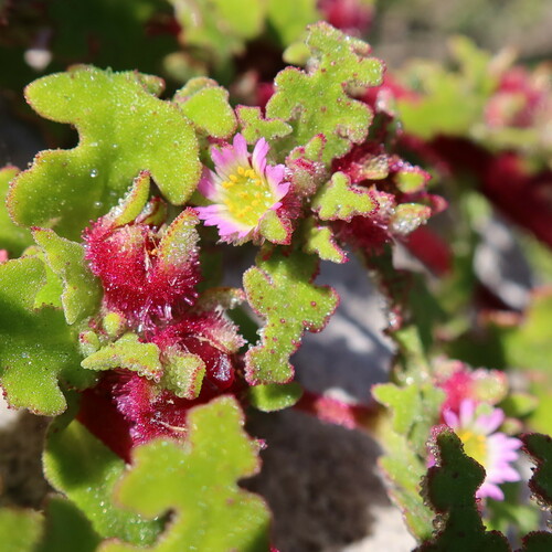 Cleretum herrei (Cleretum herrei)