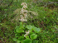 Boykinia richardsonii