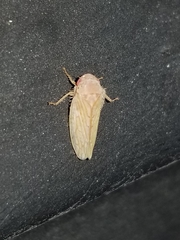 Polana quadrinotata
