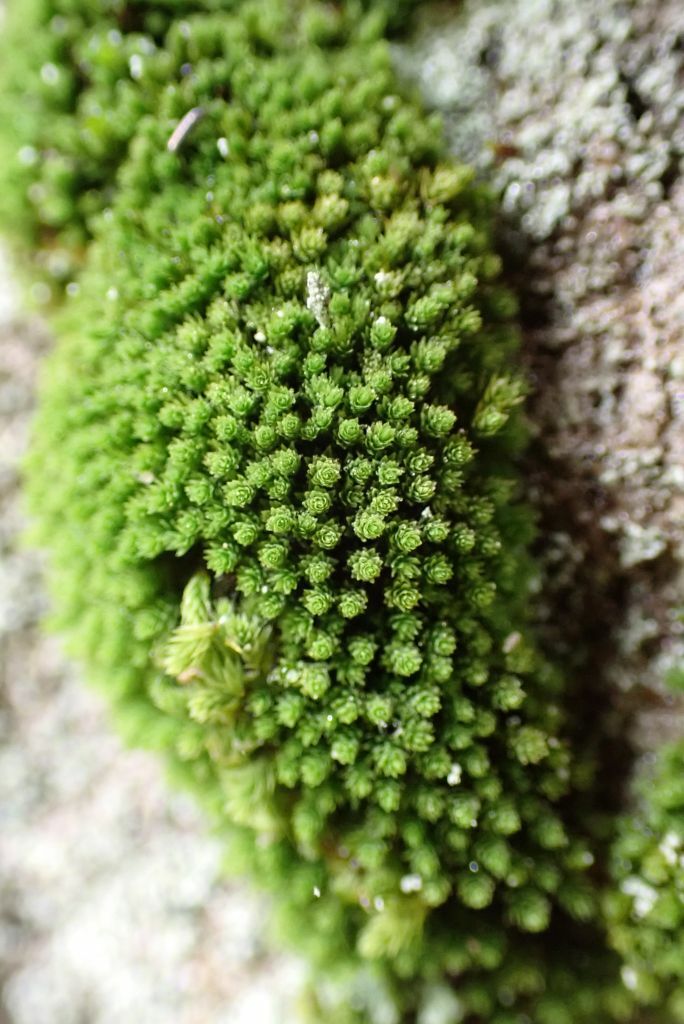 Mielichhoferia mielichhoferiana