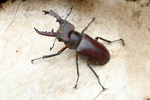 Miyama Stag Beetle