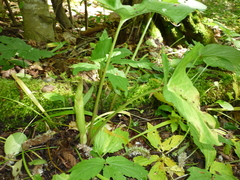 Arum orientale