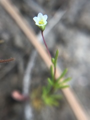 Linanthus harknessii