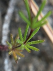 Linanthus harknessii