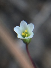 Linanthus harknessii