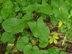 Arum orientale